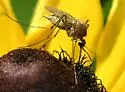 Brown Saltmarsh Mosquito - photo 5