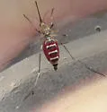 Ochlerotatus communis - photo 3