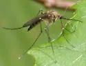 Ochlerotatus communis - photo 4