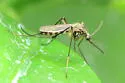 Ochlerotatus diantaeus