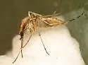 Ochlerotatus dorsalis