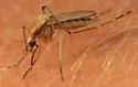 Ochlerotatus dorsalis - photo 3