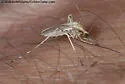 Ochlerotatus dorsalis - photo 4