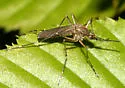 Ochlerotatus excrucians