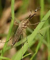 Ochlerotatus excrucians - photo 2