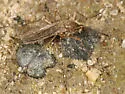 Ochlerotatus excrucians - photo 3