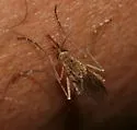 Ochlerotatus excrucians - photo 4