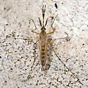 Ochlerotatus fitchii