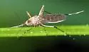 Ochlerotatus fitchii - photo 2