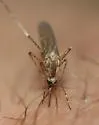 Ochlerotatus fitchii - photo 3