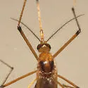 Ochlerotatus fulvus
