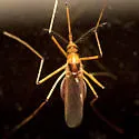 Ochlerotatus fulvus - photo 2