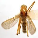 Ochlerotatus fulvus - photo 3