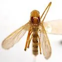 Ochlerotatus fulvus - photo 4