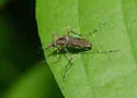 Ochlerotatus grossbecki