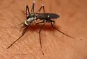 Ochlerotatus hendersoni