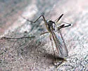 Ochlerotatus hendersoni - photo 2