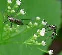 Ochlerotatus hendersoni - photo 3