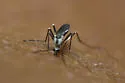 Ochlerotatus hendersoni - photo 4