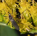 Ochlerotatus hendersoni - photo 5