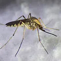 Ochlerotatus implicatus - photo 2