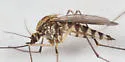 Ochlerotatus implicatus - photo 3
