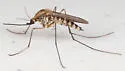 Ochlerotatus implicatus - photo 4