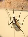 Ochlerotatus infirmatus