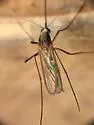 Ochlerotatus infirmatus - photo 2