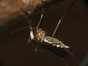 Ochlerotatus infirmatus - photo 3