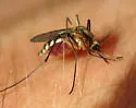 Ochlerotatus infirmatus - photo 4