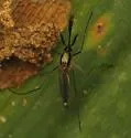 Ochlerotatus infirmatus - photo 5