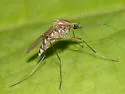 Ochlerotatus intrudens