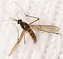 Ochlerotatus intrudens - photo 2