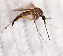 Ochlerotatus intrudens - photo 3
