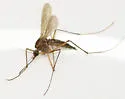 Ochlerotatus intrudens - photo 4