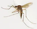 Ochlerotatus intrudens - photo 5