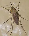 Ochlerotatus nigromaculis