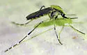 Ochlerotatus nigromaculis - photo 2