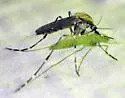 Ochlerotatus nigromaculis - photo 3