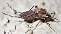Ochlerotatus nigromaculis - photo 4