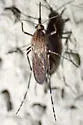 Ochlerotatus nigromaculis - photo 5