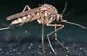 Ochlerotatus provocans - Ochlerotatus provocans