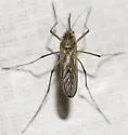Ochlerotatus provocans - photo 3