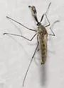 Ochlerotatus provocans - photo 4