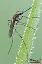 Ochlerotatus pullatus