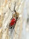 Ochlerotatus punctor