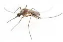 Ochlerotatus scapularis - photo 2