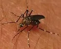 Western Treehole Mosquito