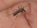 Western Treehole Mosquito - photo 2